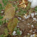 Gossypium hirsutum Folha