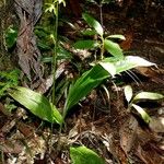 Chrysoglossum ornatum Hábito