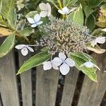 Hydrangea serrata Flower