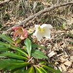 Helleborus × nigercors Cvet