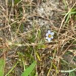 Sisyrinchium angustifoliumKvet