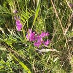 Lathyrus hirsutus Libunga