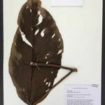 Rhodospatha venosa Otro