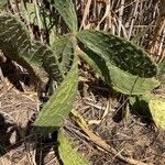 Opuntia littoralis List