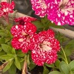 Petunia x atkinsiana പുഷ്പം