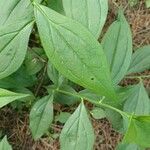 Baccharis trinervis Leaf