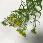 Euthamia graminifolia Цвят