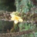 Verbascum thapsusFlower