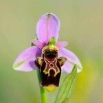 Ophrys scolopax Floro