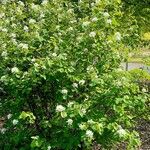 Amelanchier alnifolia Habit