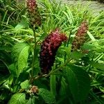 Phytolacca acinosa Плід