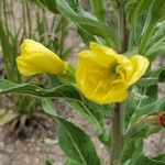 Oenothera villosa Λουλούδι