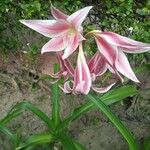 Crinum bulbispermumBlad