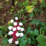 Actaea pachypoda Tunda