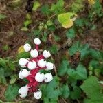 Actaea pachypoda 果實