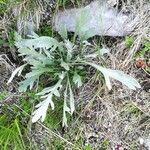 Achillea clavennae Fuelha