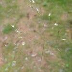 Deschampsia flexuosa Λουλούδι