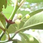 Garcinia pedicellata Fruto