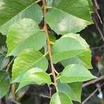 Prunus ilicifolia ഇല
