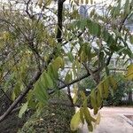 Amorpha fruticosa Folha