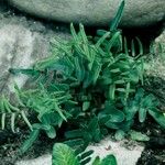 Pellaea atropurpurea Hábito