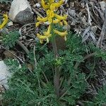 Corydalis aurea Buveinė