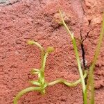 Parthenocissus quinquefolia Other