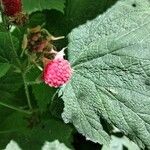 Rubus parviflorus Leaf