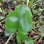 Pontederia crassipes Leaf