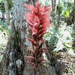 Sacoila lanceolata Flower