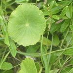Hydrocotyle bonariensis Frunză