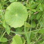 Hydrocotyle bonariensis Blad