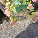 Origanum scabrum Leaf