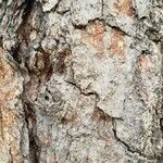 Betula nigra 树皮