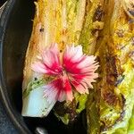 Dianthus chinensis Cvet