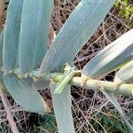 Arundo donax Leaf