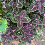 Coleus scutellarioidesBlad