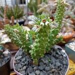 Euphorbia guentheri Květ