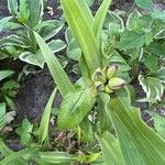 Tradescantia virginianaFlower