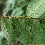 Albizia ferruginea Leaf