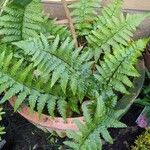 Dryopteris erythrosora 葉