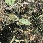 Opuntia littoralis List