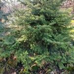 Abies cephalonica Fuelha