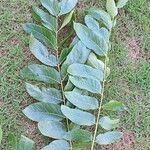Cedrela odorata Blatt