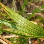 Carex pseudocyperus पत्ता