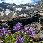 Penstemon procerus Fula