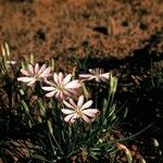 Lygodesmia grandiflora Flor