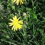 Tragopogon pratensisFiore