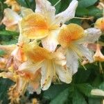 Rhododendron calendulaceum Flower