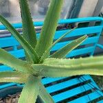 Aloe thraskii Hostoa